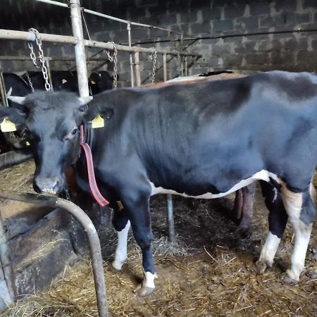 Farma U Irka Daire Rybarzowice  Dış mekan fotoğraf
