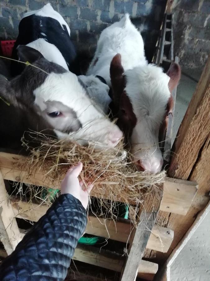 Farma U Irka Daire Rybarzowice  Dış mekan fotoğraf