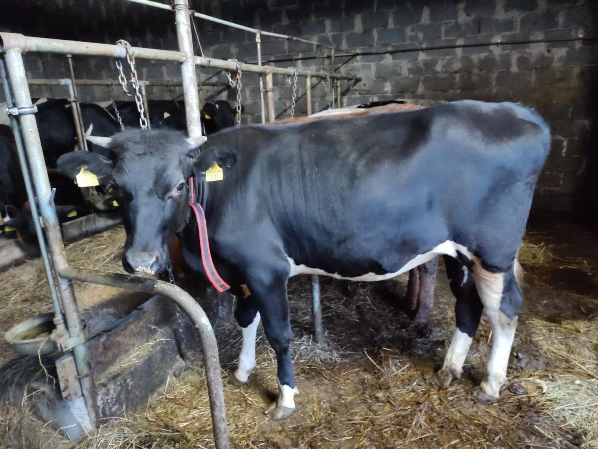 Farma U Irka Daire Rybarzowice  Dış mekan fotoğraf