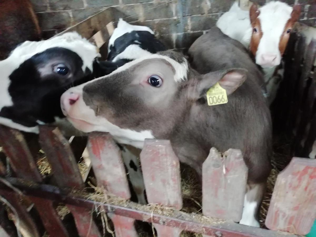 Farma U Irka Daire Rybarzowice  Dış mekan fotoğraf