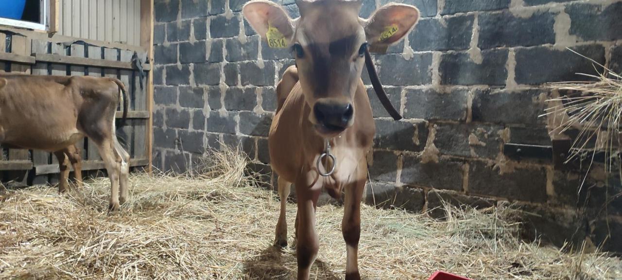 Farma U Irka Daire Rybarzowice  Dış mekan fotoğraf